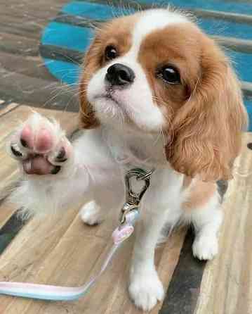 Cavalier King Charles Spaniel zur Adoption bereit Hannover