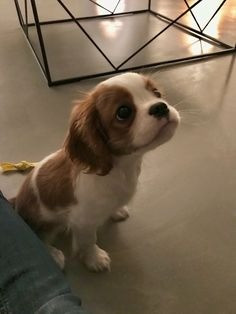 Cavalier King Charles Spaniel zur Adoption bereit Hannover - изображение 2