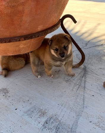 Shiba Inu Welpen-Junge-Mädchen Welpen zu verkaufen Hamburg - изображение 1