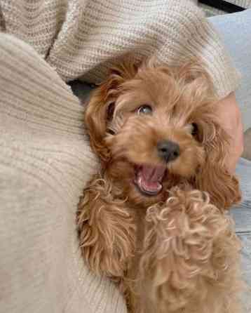 PUDEL X COCKAPOO ZU VERKAUFEN, NUR GUTES ZUHAUSE LIEBEVOLLE KLEINE WELPEN MIT EINEM HAUCH VON SCHOK Magdeburg