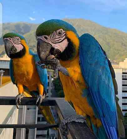 African-Grey-Parrot_ Гамбург