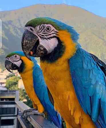 African-Grey-Parrot_ Гамбург