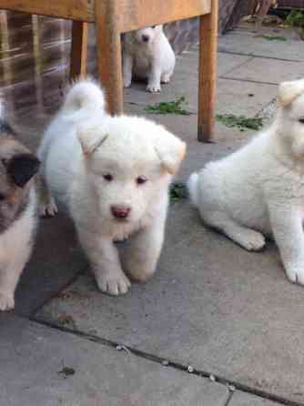 American-Akita-Hunde zu verkaufen Wiesbaden