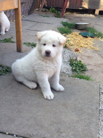 American-Akita-Hunde zu verkaufen Wiesbaden - photo 2