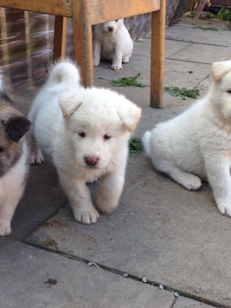 American-Akita-Hunde zu verkaufen Wiesbaden - photo 1