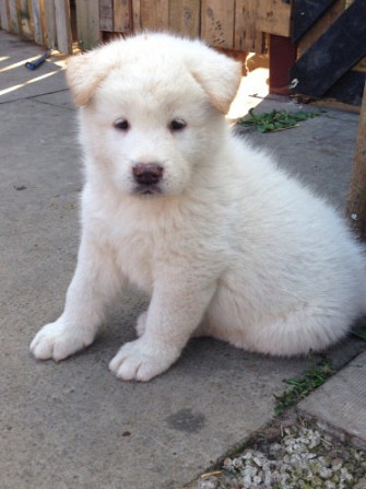 American-Akita-Hunde zu verkaufen Wiesbaden - photo 3