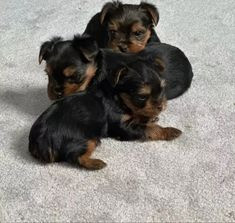 Yorkiepoo-Welpen zu verkaufen Hamburg - photo 1