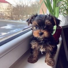 Yorkiepoo-Welpen zu verkaufen Hamburg - photo 2