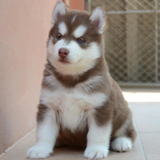 Siberian Husky zu verkaufen Saarbruecken - photo 2