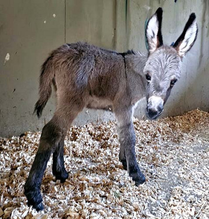 Miniatur-Esel-Wallache sind immer verfügbar Schwerin - photo 1