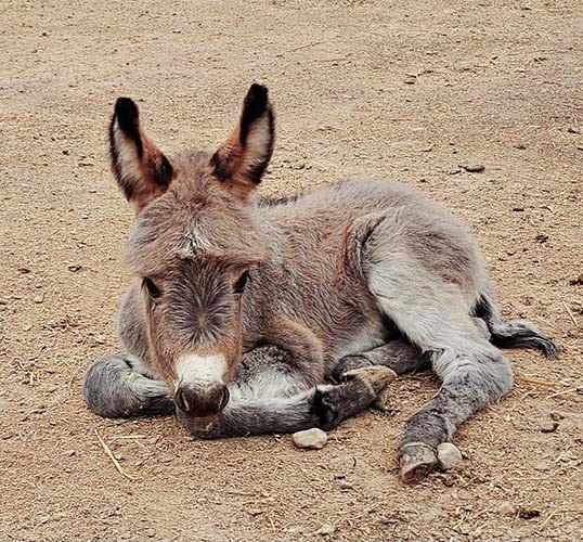 Mini-Esel-Wallache sind immer verfügbar Saarbruecken - photo 1