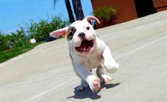 Englische Bulldogge zu verkaufen Potsdam