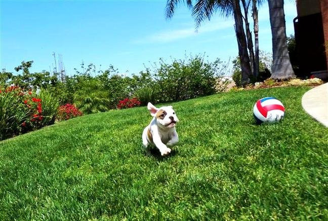 Englische Bulldogge zu verkaufen Potsdam - photo 3