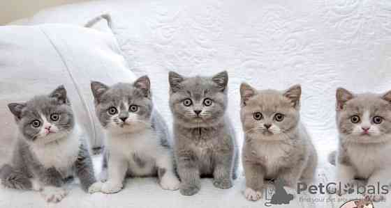 British Shorthair kittens Potsdam