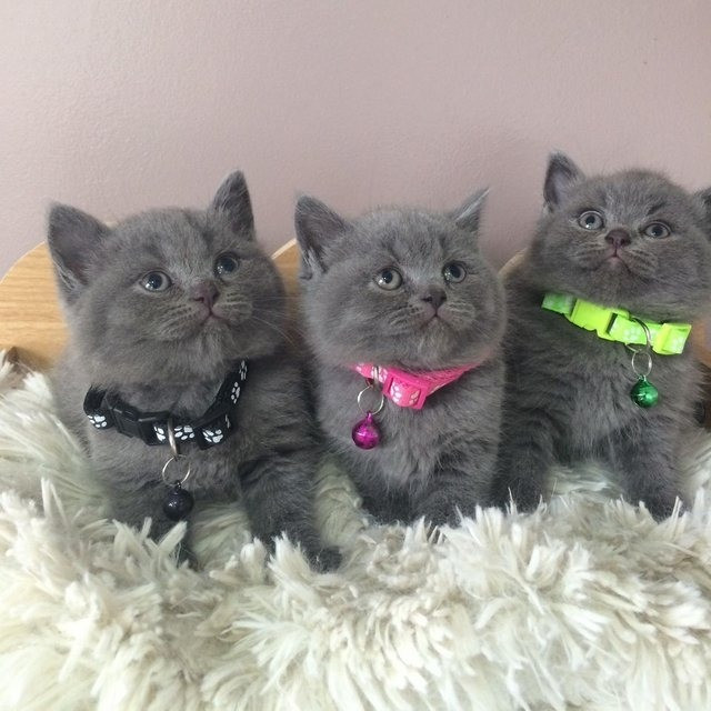 British Shorthair kittens Mainz - photo 1