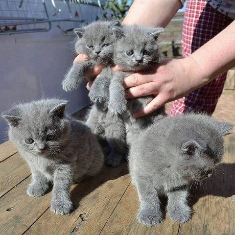 British Shorthair kittens Bremen - photo 1