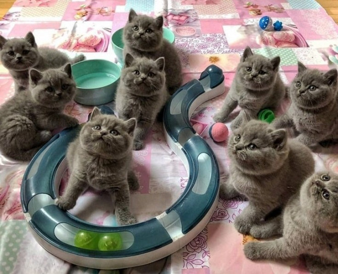 British Shorthair kittens Кайзерслаутерн - изображение 1