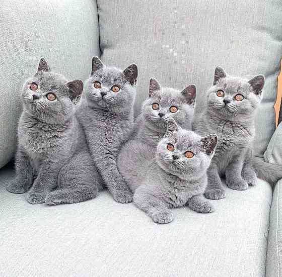 British Shorthair kittens Дюссельдорф