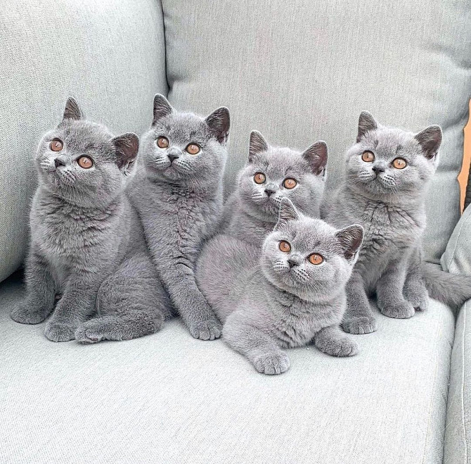 British Shorthair kittens Дюссельдорф - изображение 1