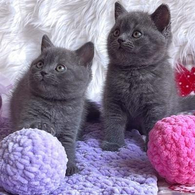 British Shorthair kittens Саарбрюккен - изображение 1