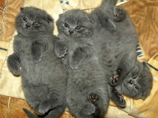 Scottish fold kittens Эрфурт - изображение 1