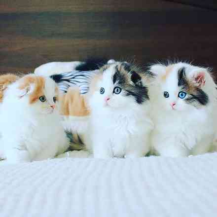 Scottish fold kittens Munich