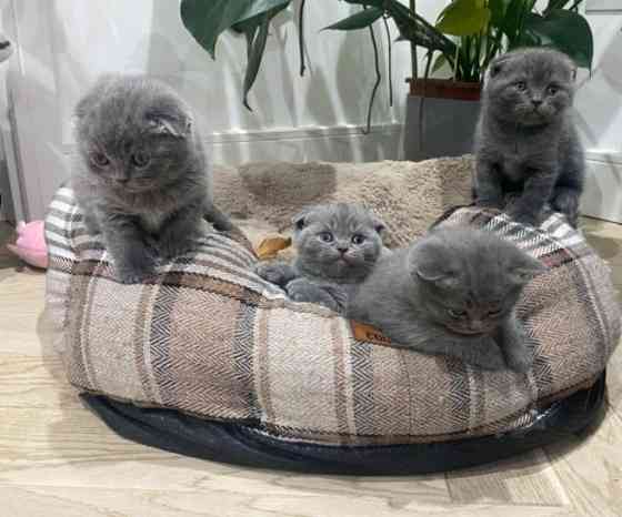 Scottish fold kittens Берлін