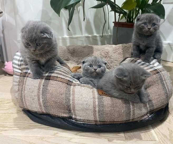 Scottish fold kittens Berlin - photo 1