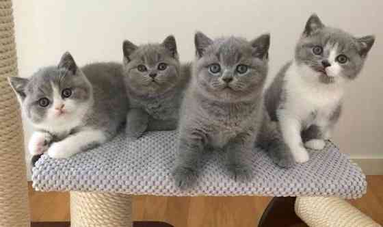 Scottish fold kittens Бремен