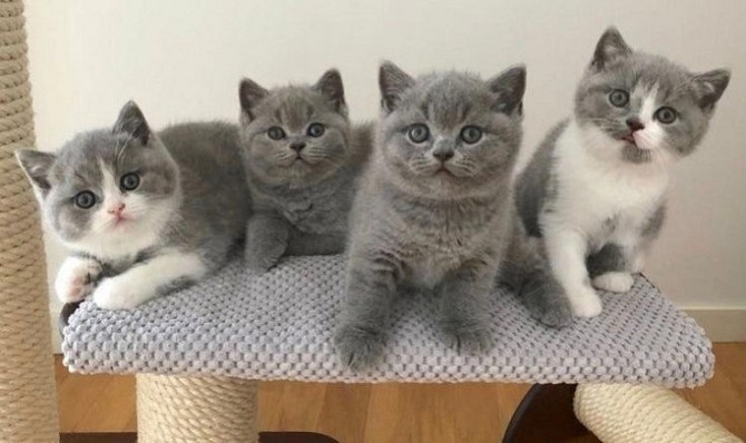 Scottish fold kittens Bremen - photo 1