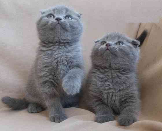 Scottish fold kittens Майнц