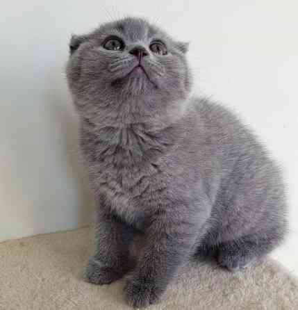 Scottish fold kittens Duesseldorf