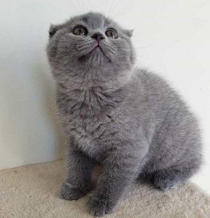 Scottish fold kittens Duesseldorf - photo 1