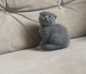 Scottish fold kittens Шверин - изображение 1