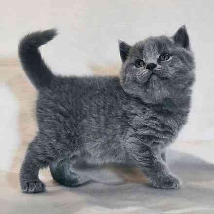 Scottish fold kittens Magdeburg