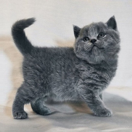 Scottish fold kittens Magdeburg - photo 1