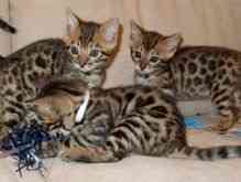 Bengal kittens München