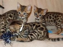 Bengal kittens Munich - photo 1