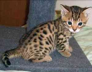 Bengal kittens Stuttgart