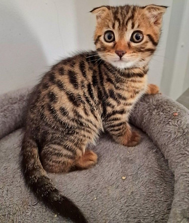 Bengal kittens Wiesbaden - изображение 1