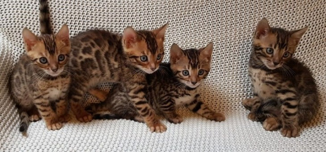 Bengal kittens Дюссельдорф - изображение 1