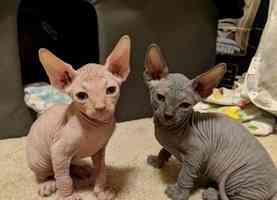 Sphynx kitens Bremen