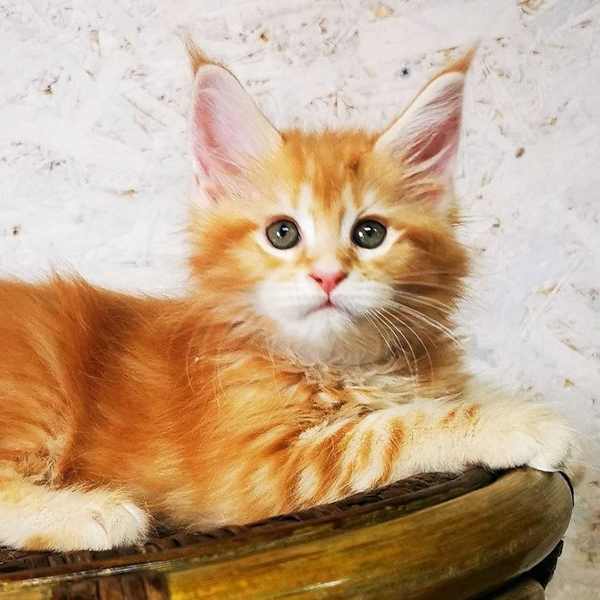 Maine coon kittens Hamburg - photo 1