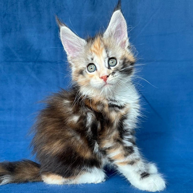 Maine coon kittens Hamburg - изображение 2