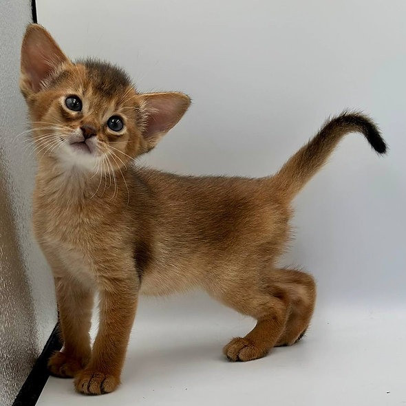 Abyssinian kittens Hamburg - photo 2