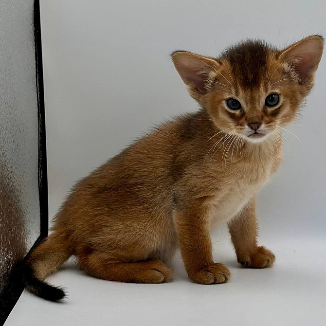 Abyssinian kittens Hamburg - photo 1