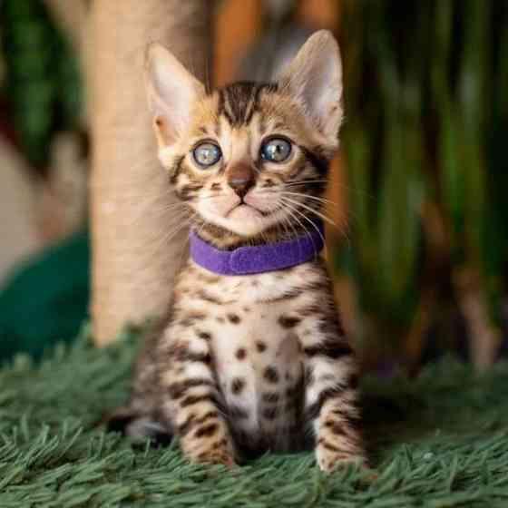 Bengal kittens Дрезден