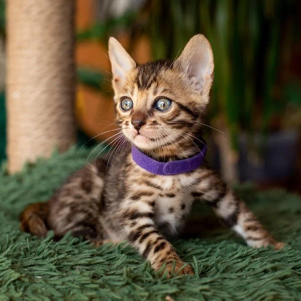 Bengal kittens Hamburg - photo 2