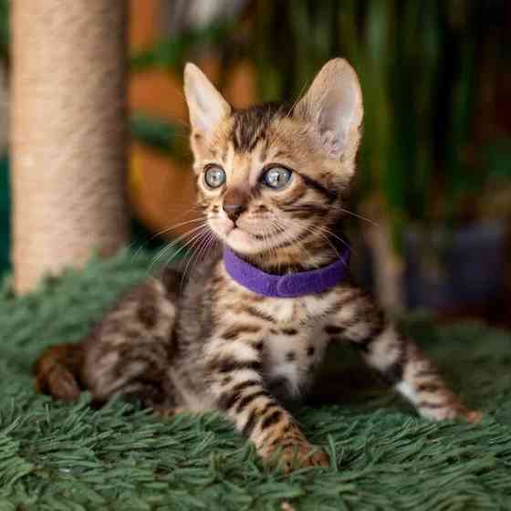 Bengal kittens Берлін