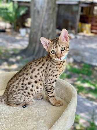 Savannah kittens Berlin - photo 1